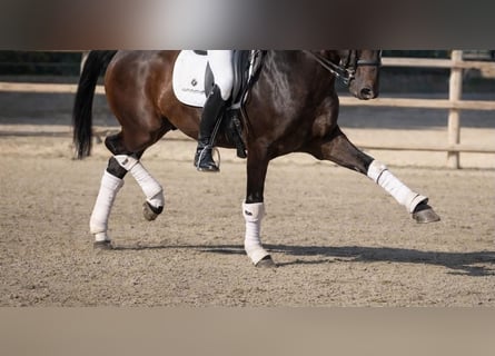 Lusitano, Ruin, 9 Jaar, 160 cm, Bruin