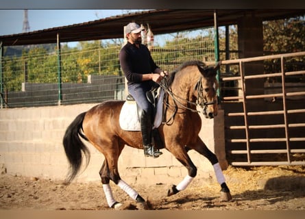 Lusitano, Stallion, 10 years, 15,2 hh, Buckskin