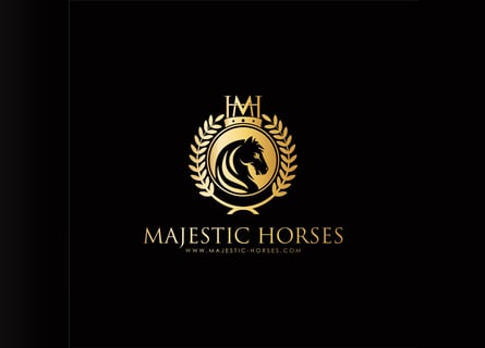 Lusitano, Stallion, 10 years, 16 hh, Grey-Dapple