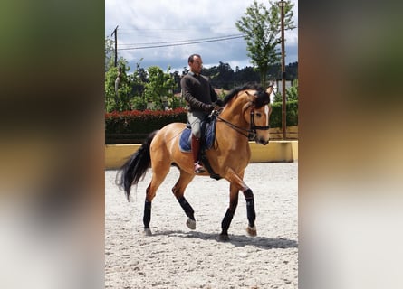 Lusitano, Stallion, 10 years, 17 hh, Dun