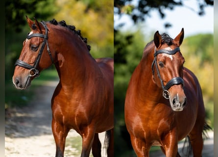 Lusitano, Stallion, 11 years, 15.1 hh, Brown