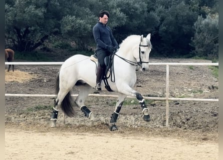 Lusitano, Stallion, 12 years, 16 hh, Grey