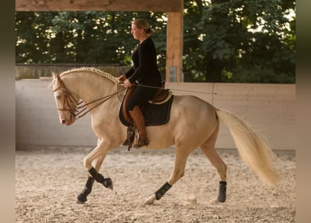Lusitano, Stallion, 13 years, 15,2 hh, Cremello