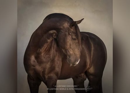 Lusitano, Stallion, 13 years, Black