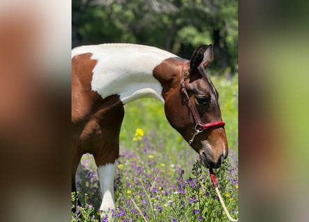 Lusitano Mix, Stallion, 1 year, 14,3 hh, Pinto
