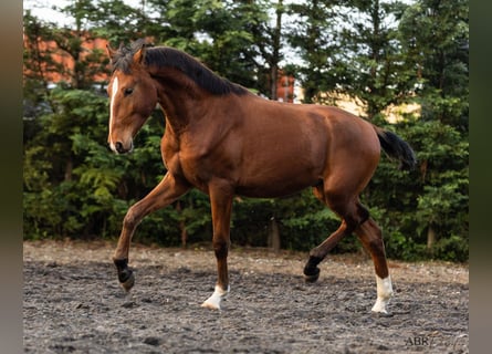 Lusitano, Stallion, 1 year, 15.2 hh, Brown