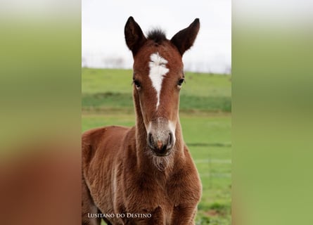 Lusitano Mix, Stallion, 1 year, 15.2 hh, Brown