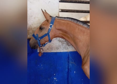 Lusitano, Stallion, 1 year, 15,1 hh, Dun