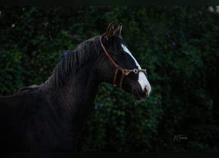 Lusitano Mix, Stallion, 1 year, 16,2 hh, Black