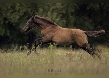 Lusitano, Stallion, 1 year, 16 hh, Black