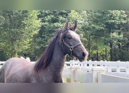 Lusitano, Stallion, 1 year, 16 hh, Grey