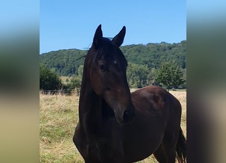 Lusitanos, Hengst, 1 Jahr, 16 hh, Schwarzbrauner