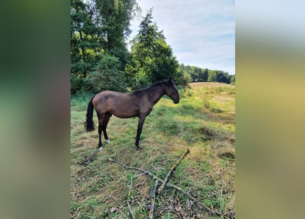 Lusitano, Stallion, 1 year, 16 hh, Smoky-Black