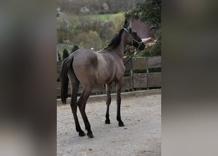 Lusitano, Stallion, 1 year, 16,1 hh, Brown Falb mold