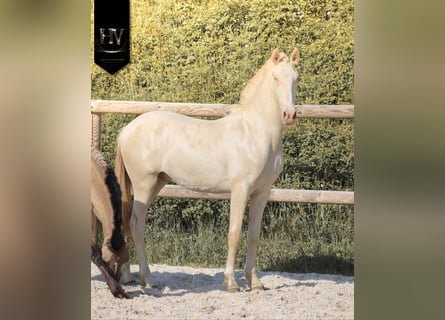 Lusitano, Stallion, 1 year, Cremello