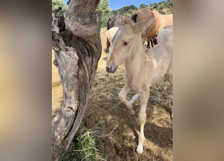 Lusitano, Stallion, 1 year