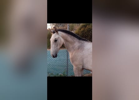 Lusitano, Stallion, 1 year, Gray