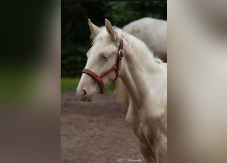 Lusitano, Stallion, 1 year, Pearl