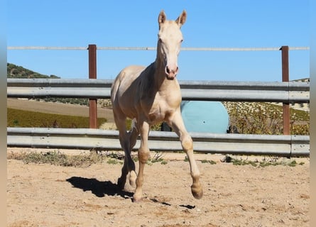 Lusitano, Stallion, 1 year, Perlino