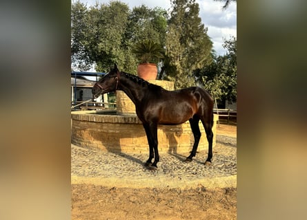 Lusitano, Stallion, 2 years, 14.2 hh, Brown