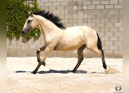 Lusitano, Stallion, 2 years, 15.1 hh, Dun