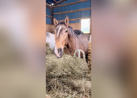 Lusitano, Stallion, 2 years, 15.2 hh, Buckskin