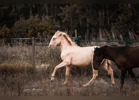 Lusitanos, Hengst, 2 Jahre, 15,2 hh, Perlino