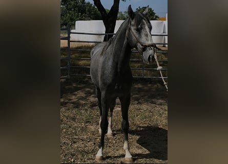 Lusitano, Stallion, 2 years, 15 hh, Grey