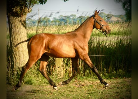 Lusitano, Stallion, 2 years, 15,2 hh, Brown