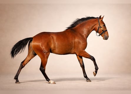 Lusitano, Stallion, 2 years, 15,2 hh, Brown