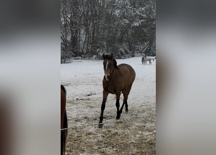 Lusitano, Stallion, 2 years, 15,2 hh, Buckskin