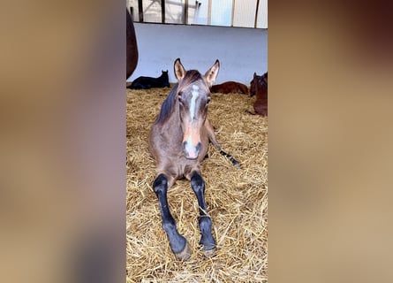 Lusitano, Stallion, 2 years, 15,2 hh, Buckskin