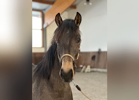 Lusitano, Stallion, 2 years, 15,2 hh, Dun