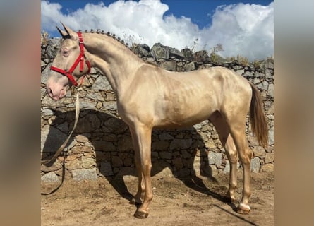 Lusitano, Stallion, 2 years, 15,2 hh, Perlino