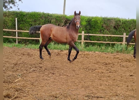 Lusitano, Stallion, 2 years, 15,3 hh, Chestnut-Red