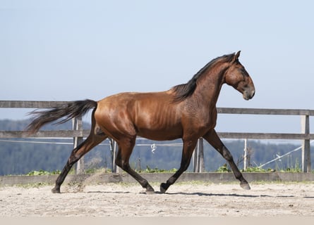 Lusitanos, Hengst, 2 Jahre, 16,1 hh, Brauner