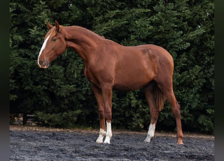 Lusitano, Stallion, 2 years, 16 hh, Chestnut-Red