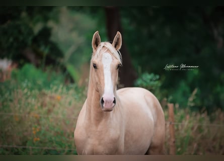 Lusitano, Stallion, 2 years, 16 hh, Palomino