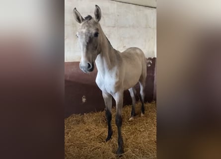 Lusitano, Stallion, 2 years, 16,1 hh, Grey