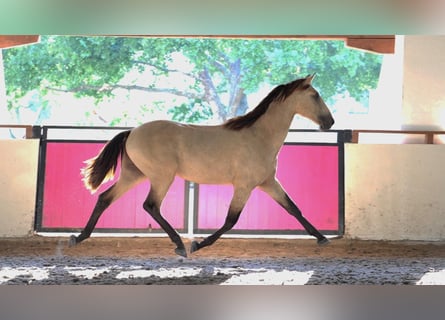 Lusitano, Stallion, 2 years, Buckskin