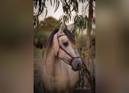 Lusitano, Stallion, 3 years, 14,3 hh, Brown Falb mold