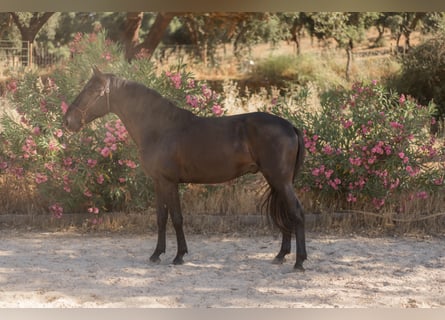 Lusitano, Stallion, 3 years, 15.1 hh, Black