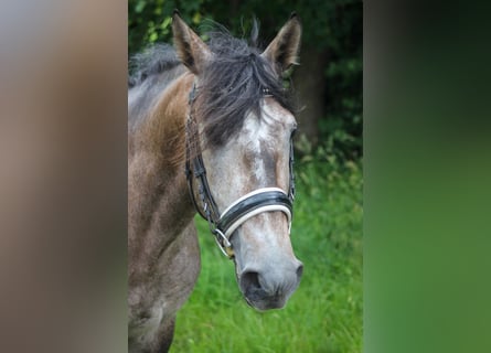 Lusitano, Stallion, 3 years, 15.2 hh, Grey