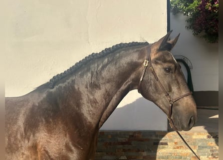 Lusitano, Stallion, 3 years, 15.2 hh, Grey