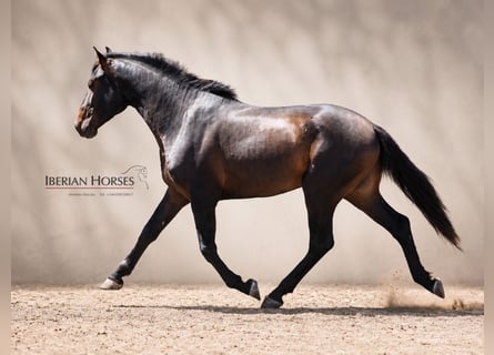 Lusitano Mix, Stallion, 3 years, 15.3 hh, Brown