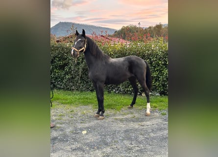 Lusitano, Stallion, 3 years, 15 hh, Black