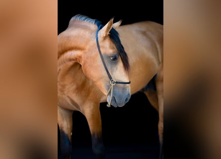 Lusitano, Stallion, 3 years, 15,2 hh, Buckskin