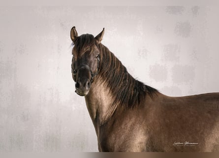 Lusitano Mix, Stallion, 3 years, 15,2 hh, Grullo