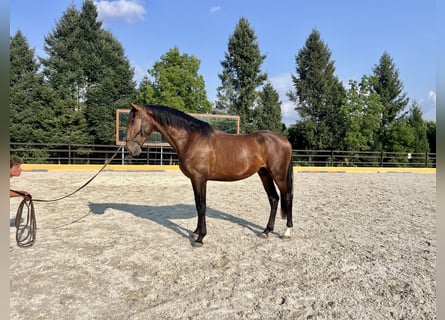 Lusitano, Stallion, 3 years, 16.1 hh, Brown