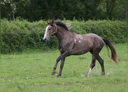 Lusitano, Stallion, 3 years, 16 hh, Chestnut-Red